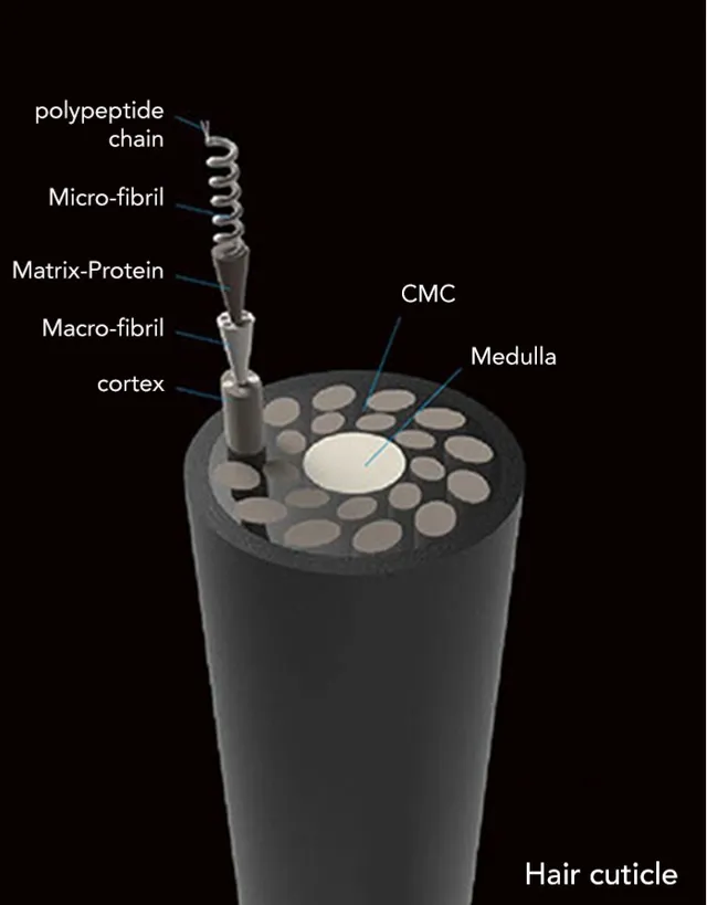 Diagram of the hair structure